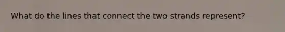 What do the lines that connect the two strands represent?