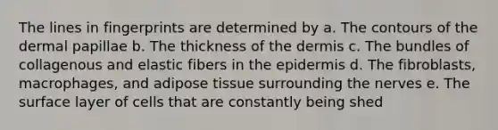 The lines in fingerprints are determined by a. The contours of the dermal papillae b. The thickness of the dermis c. The bundles of collagenous and elastic fibers in the epidermis d. The fibroblasts, macrophages, and adipose tissue surrounding the nerves e. The surface layer of cells that are constantly being shed