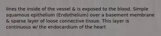 lines the inside of the vessel & is exposed to the blood. Simple squamous epithelium (Endothelium) over a basement membrane & sparse layer of loose connective tissue. This layer is continuous w/ the endocardium of the heart