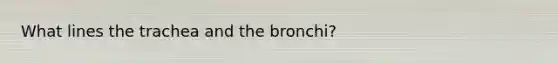 What lines the trachea and the bronchi?