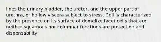 lines the urinary bladder, the ureter, and the upper part of urethra, or hollow viscera subject to stress. Cell is characterized by the presence on its surface of domelike facet cells that are neither squamous nor columnar functions are protection and dispensability