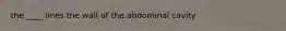 the ____ lines the wall of the abdominal cavity