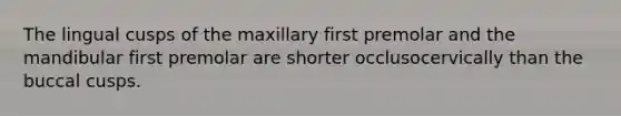 The lingual cusps of the maxillary first premolar and the mandibular first premolar are shorter occlusocervically than the buccal cusps.