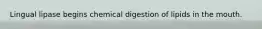 Lingual lipase begins chemical digestion of lipids in the mouth.