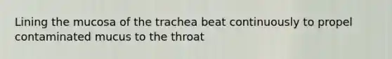 Lining the mucosa of the trachea beat continuously to propel contaminated mucus to the throat