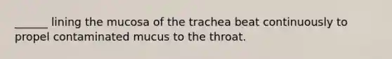 ______ lining the mucosa of the trachea beat continuously to propel contaminated mucus to the throat.