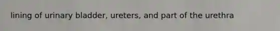 lining of urinary bladder, ureters, and part of the urethra