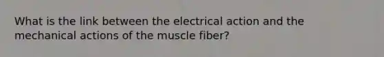 What is the link between the electrical action and the mechanical actions of the muscle fiber?