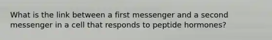 What is the link between a first messenger and a second messenger in a cell that responds to peptide hormones?