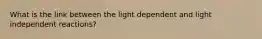 What is the link between the light dependent and light independent reactions?