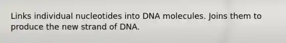 Links individual nucleotides into DNA molecules. Joins them to produce the new strand of DNA.