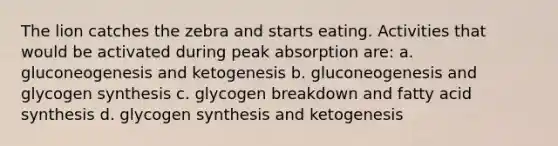 The lion catches the zebra and starts eating. Activities that would be activated during peak absorption are: a. gluconeogenesis and ketogenesis b. gluconeogenesis and glycogen synthesis c. glycogen breakdown and fatty acid synthesis d. glycogen synthesis and ketogenesis