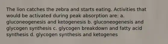 The lion catches the zebra and starts eating. Activities that would be activated during peak absorption are: a. gluconeogenesis and ketogenesis b. gluconeogenesis and glycogen synthesis c. glycogen breakdown and fatty acid synthesis d. glycogen synthesis and ketogenes