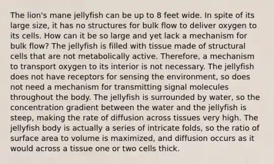 The lion's mane jellyfish can be up to 8 feet wide. In spite of its large size, it has no structures for bulk flow to deliver oxygen to its cells. How can it be so large and yet lack a mechanism for bulk flow? The jellyfish is filled with tissue made of structural cells that are not metabolically active. Therefore, a mechanism to transport oxygen to its interior is not necessary. The jellyfish does not have receptors for sensing the environment, so does not need a mechanism for transmitting signal molecules throughout the body. The jellyfish is surrounded by water, so the concentration gradient between the water and the jellyfish is steep, making the rate of diffusion across tissues very high. The jellyfish body is actually a series of intricate folds, so the ratio of surface area to volume is maximized, and diffusion occurs as it would across a tissue one or two cells thick.