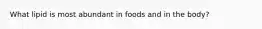 What lipid is most abundant in foods and in the body?