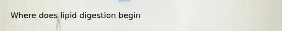 Where does lipid digestion begin