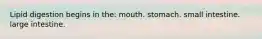 Lipid digestion begins in the: mouth. stomach. small intestine. large intestine.