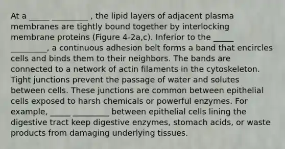 At a _____ _________ , the lipid layers of adjacent plasma membranes are tightly bound together by interlocking membrane proteins (Figure 4-2a,c). Inferior to the _____ _________, a continuous adhesion belt forms a band that encircles cells and binds them to their neighbors. The bands are connected to a network of actin filaments in the cytoskeleton. Tight junctions prevent the passage of water and solutes between cells. These junctions are common between epithelial cells exposed to harsh chemicals or powerful enzymes. For example, _____ _________ between epithelial cells lining the digestive tract keep digestive enzymes, stomach acids, or waste products from damaging underlying tissues.