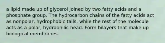 a lipid made up of glycerol joined by two fatty acids and a phosphate group. The hydrocarbon chains of the fatty acids act as nonpolar, hydrophobic tails, while the rest of the molecule acts as a polar, hydrophilic head. Form bilayers that make up biological membranes.