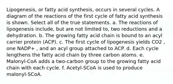 Lipogenesis, or fatty acid synthesis, occurs in several cycles. A diagram of the reactions of the first cycle of fatty acid synthesis is shown. Select all of the true statements. a. The reactions of lipogenesis include, but are not limited to, two reductions and a dehydration. b. The growing fatty acid chain is bound to an acyl carrier protein (ACP). c. The first cycle of lipogenesis yields CO2 , one NADP+ , and an acyl group attached to ACP. d. Each cycle lengthens the fatty acid chain by three carbon atoms. e. Malonyl‑CoA adds a two‑carbon group to the growing fatty acid chain with each cycle. f. Acetyl‑SCoA is used to produce malonyl‑SCoA.