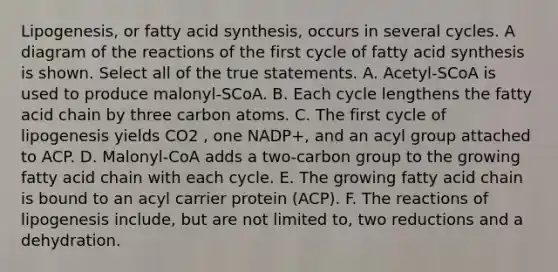 Lipogenesis, or fatty acid synthesis, occurs in several cycles. A diagram of the reactions of the first cycle of fatty acid synthesis is shown. Select all of the true statements. A. Acetyl‑SCoA is used to produce malonyl‑SCoA. B. Each cycle lengthens the fatty acid chain by three carbon atoms. C. The first cycle of lipogenesis yields CO2 , one NADP+, and an acyl group attached to ACP. D. Malonyl‑CoA adds a two‑carbon group to the growing fatty acid chain with each cycle. E. The growing fatty acid chain is bound to an acyl carrier protein (ACP). F. The reactions of lipogenesis include, but are not limited to, two reductions and a dehydration.