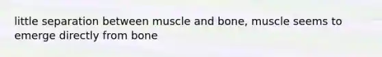 little separation between muscle and bone, muscle seems to emerge directly from bone