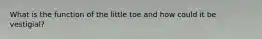 What is the function of the little toe and how could it be vestigial?