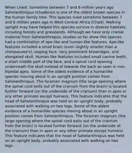 When Lived: Sometime between 7 and 6 million years ago Sahelanthropus tchadensis is one of the oldest known species in the human family tree. This species lived sometime between 7 and 6 million years ago in West-Central Africa (Chad). Walking upright may have helped this species survive in diverse habitats, including forests and grasslands. Although we have only cranial material from Sahelanthropus, studies so far show this species had a combination of ape-like and human-like features. Ape-like features included a small brain (even slightly smaller than a chimpanzee's), sloping face, very prominent browridges, and elongated skull. Human-like features included small canine teeth, a short middle part of the face, and a spinal cord opening underneath the skull instead of towards the back as seen in non-bipedal apes. Some of the oldest evidence of a humanlike species moving about in an upright position comes from Sahelanthropus. The foramen magnum (the large opening where the spinal cord exits out of the cranium from the brain) is located further forward (on the underside of the cranium) than in apes or any other primate except humans. This feature indicates that the head of Sahelanthropus was held on an upright body, probably associated with walking on two legs. Some of the oldest evidence of a humanlike species moving about in an upright position comes from Sahelanthropus. The foramen magnum (the large opening where the spinal cord exits out of the cranium from the brain) is located further forward (on the underside of the cranium) than in apes or any other primate except humans. This feature indicates that the head of Sahelanthropus was held on an upright body, probably associated with walking on two legs.