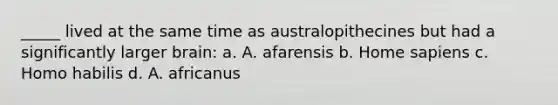 _____ lived at the same time as australopithecines but had a significantly larger brain: a. A. afarensis b. Home sapiens c. Homo habilis d. A. africanus