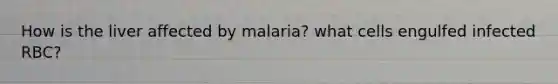 How is the liver affected by malaria? what cells engulfed infected RBC?