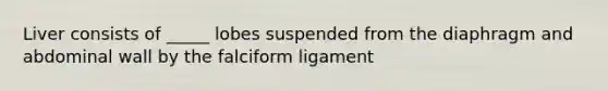 Liver consists of _____ lobes suspended from the diaphragm and abdominal wall by the falciform ligament