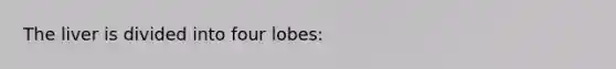 The liver is divided into four lobes: