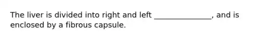 The liver is divided into right and left _______________, and is enclosed by a fibrous capsule.