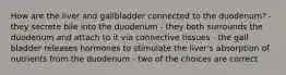 How are the liver and gallbladder connected to the duodenum? - they secrete bile into the duodenum - they both surrounds the duodenum and attach to it via connective tissues - the gall bladder releases hormones to stimulate the liver's absorption of nutrients from the duodenum - two of the choices are correct
