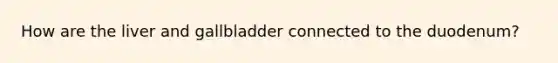 How are the liver and gallbladder connected to the duodenum?