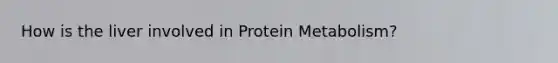 How is the liver involved in Protein Metabolism?