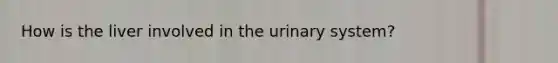 How is the liver involved in the urinary system?