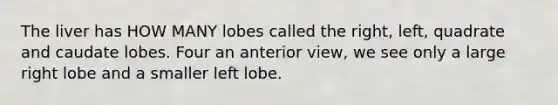 The liver has HOW MANY lobes called the right, left, quadrate and caudate lobes. Four an anterior view, we see only a large right lobe and a smaller left lobe.