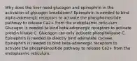 Why does the liver need glucagon and epinephrin in the activation of glycogen breakdown? Epinephrin is needed to bind alpha-adrenergic receptors to activate the phosphoinositide pathway to release Ca2+ from the endoplasmic reticulum. Glucagon is needed to bind beta-adrenergic receptors to activate protein kinase C. Glucagon can only activate phospholipase C. Epinephrin is needed to directly bind adenylate cyclase. Epinephrin is needed to bind beta-adrenergic receptors to activate the phosphoinositide pathway to release Ca2+ from the endoplasmic reticulum.