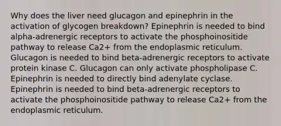 Why does the liver need glucagon and epinephrin in the activation of glycogen breakdown? Epinephrin is needed to bind alpha-adrenergic receptors to activate the phosphoinositide pathway to release Ca2+ from the endoplasmic reticulum. Glucagon is needed to bind beta-adrenergic receptors to activate protein kinase C. Glucagon can only activate phospholipase C. Epinephrin is needed to directly bind adenylate cyclase. Epinephrin is needed to bind beta-adrenergic receptors to activate the phosphoinositide pathway to release Ca2+ from the endoplasmic reticulum.