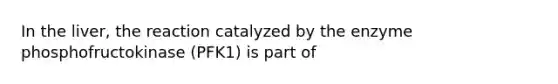 In the liver, the reaction catalyzed by the enzyme phosphofructokinase (PFK1) is part of