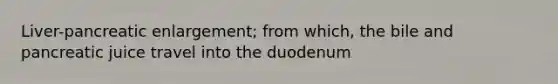 Liver-pancreatic enlargement; from which, the bile and pancreatic juice travel into the duodenum