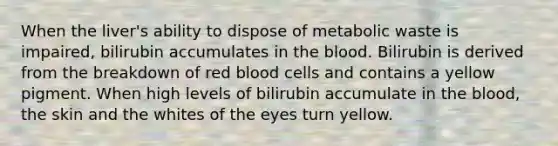 When the liver's ability to dispose of metabolic waste is impaired, bilirubin accumulates in the blood. Bilirubin is derived from the breakdown of red blood cells and contains a yellow pigment. When high levels of bilirubin accumulate in the blood, the skin and the whites of the eyes turn yellow.