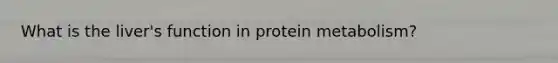 What is the liver's function in protein metabolism?