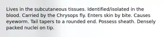 Lives in the subcutaneous tissues. Identified/isolated in the blood. Carried by the Chrysops fly. Enters skin by bite. Causes eyeworm. Tail tapers to a rounded end. Possess sheath. Densely packed nuclei on tip.