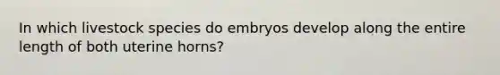 In which livestock species do embryos develop along the entire length of both uterine horns?