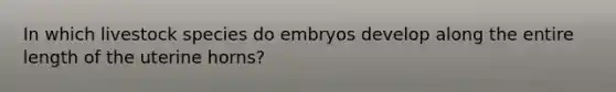 In which livestock species do embryos develop along the entire length of the uterine horns?