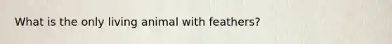 What is the only living animal with feathers?