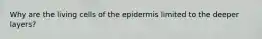 Why are the living cells of the epidermis limited to the deeper layers?