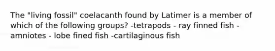 The "living fossil" coelacanth found by Latimer is a member of which of the following groups? -tetrapods - ray finned fish -amniotes - lobe fined fish -cartilaginous fish